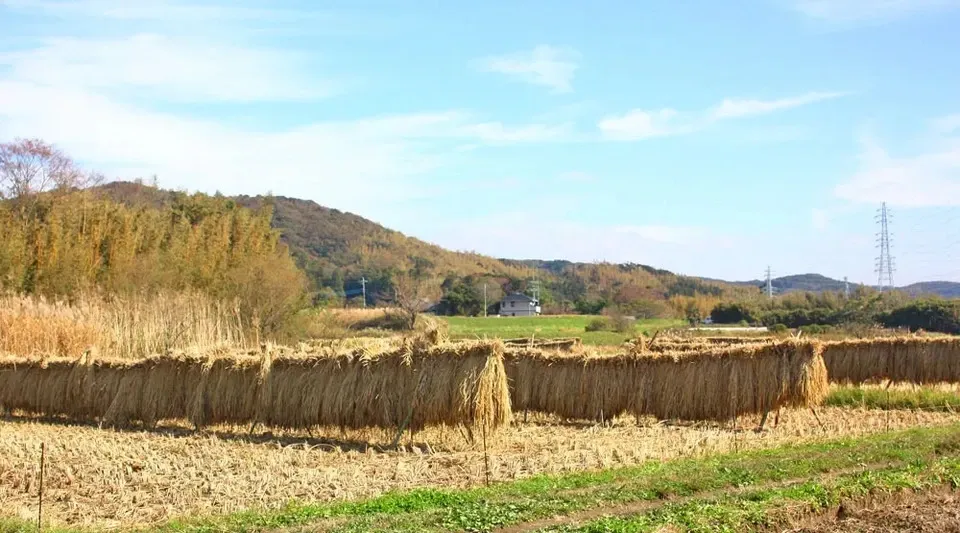 令和7年度産もち米＜マンゲツモチ＞玄米/白米【無農薬・無肥料・天