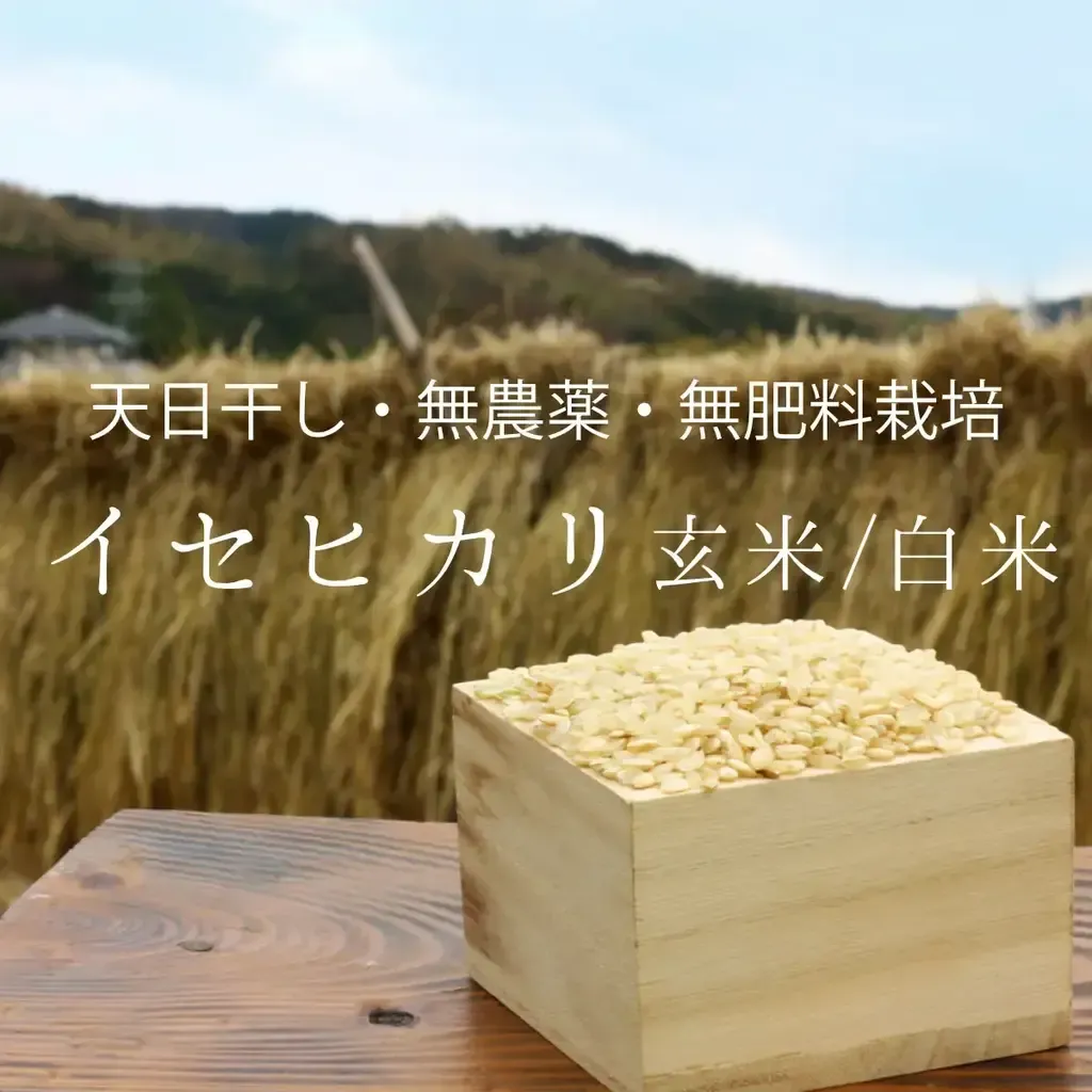 稲架掛け（はざかけ）天日干し100％ミネアサヒ令和6年産玄米 5キロ希少な品種 天日干し米、掛け干し米、はさ掛け米、自然乾燥米｜自然栽培米