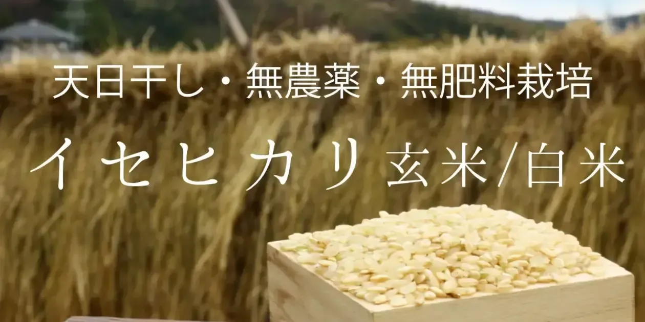 令和6年度産＜イセヒカリ＞白米/玄米【無農薬・無肥料・天日干し