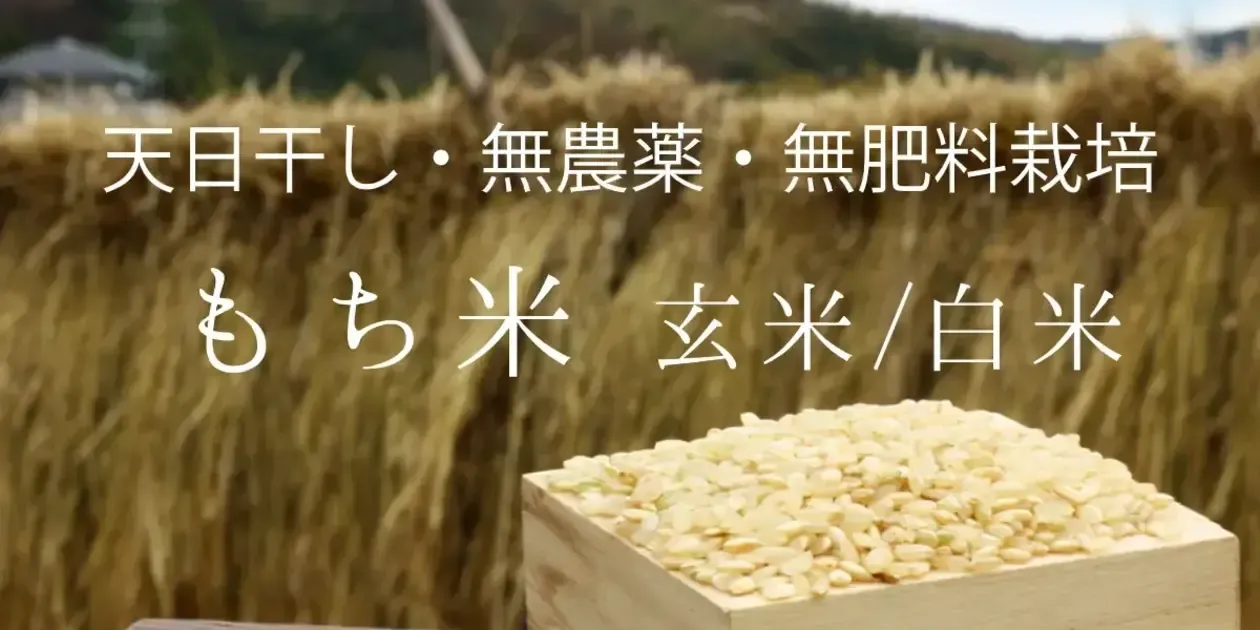 ラスト1袋令和6年産　もち米　でわのもち玄米30k 新米 もち米 餅米 令和6年産 1.4kg×4袋 国内産 : 米屋のこうむら