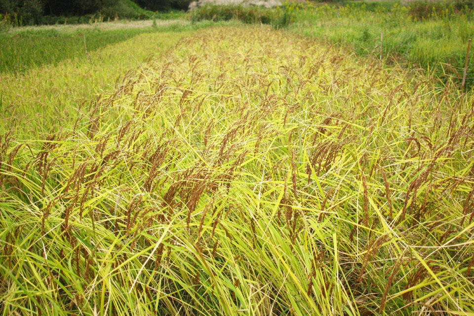 香り米【無農薬・無肥料・天日干し】