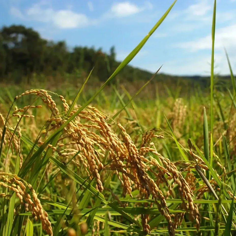 令和7年度産＜粒すけ＞白米/玄米【無農薬・無肥料・天日干し】 ののま