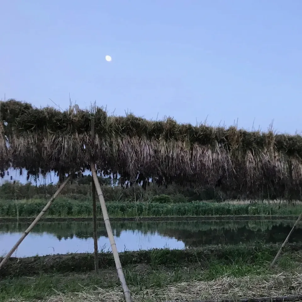 もち麦（ダイシモチ）【無農薬・無肥料・天日干し】