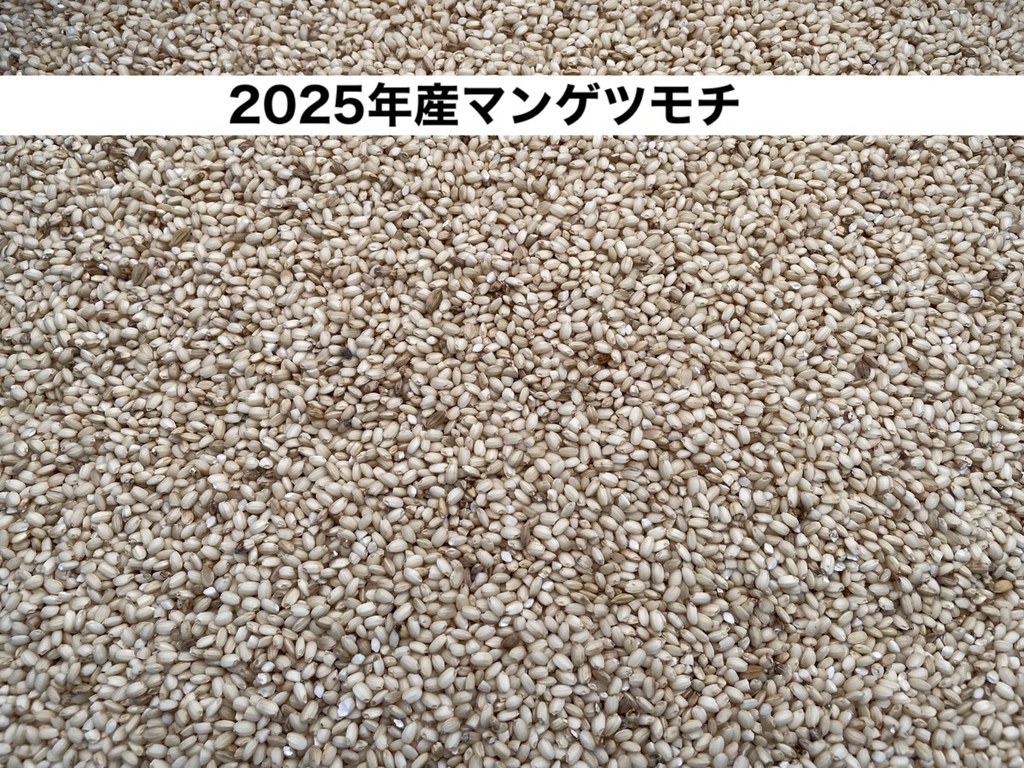 令和7年度産もち米＜マンゲツモチ＞玄米/白米【無農薬・無肥料・天