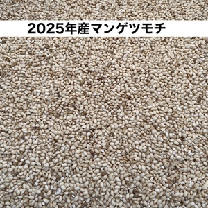 み*ん様 【色選４回、リピーター続出】静岡県産餅米まんげつもち」白米（玄米変更可 令和7年度産もち米＜マンゲツモチ＞玄米/白米【無農薬・無肥料・天