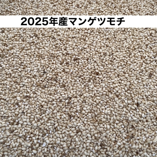 令和7年度産もち米＜マンゲツモチ＞玄米/白米【無農薬・無肥料・天