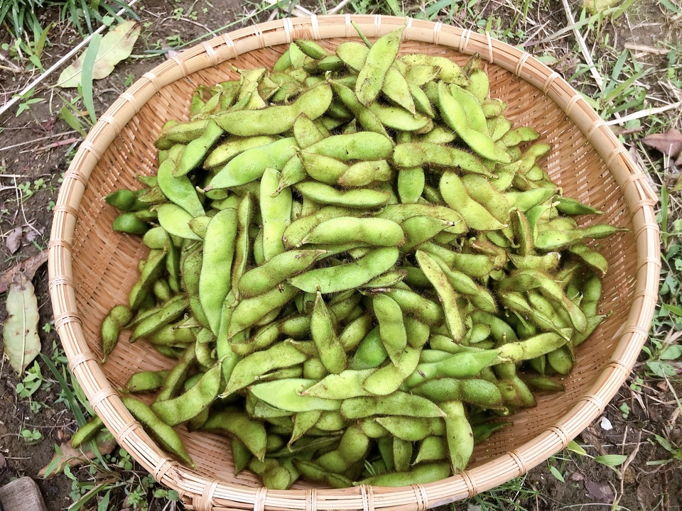 黒豆の枝豆【無農薬・無肥料】