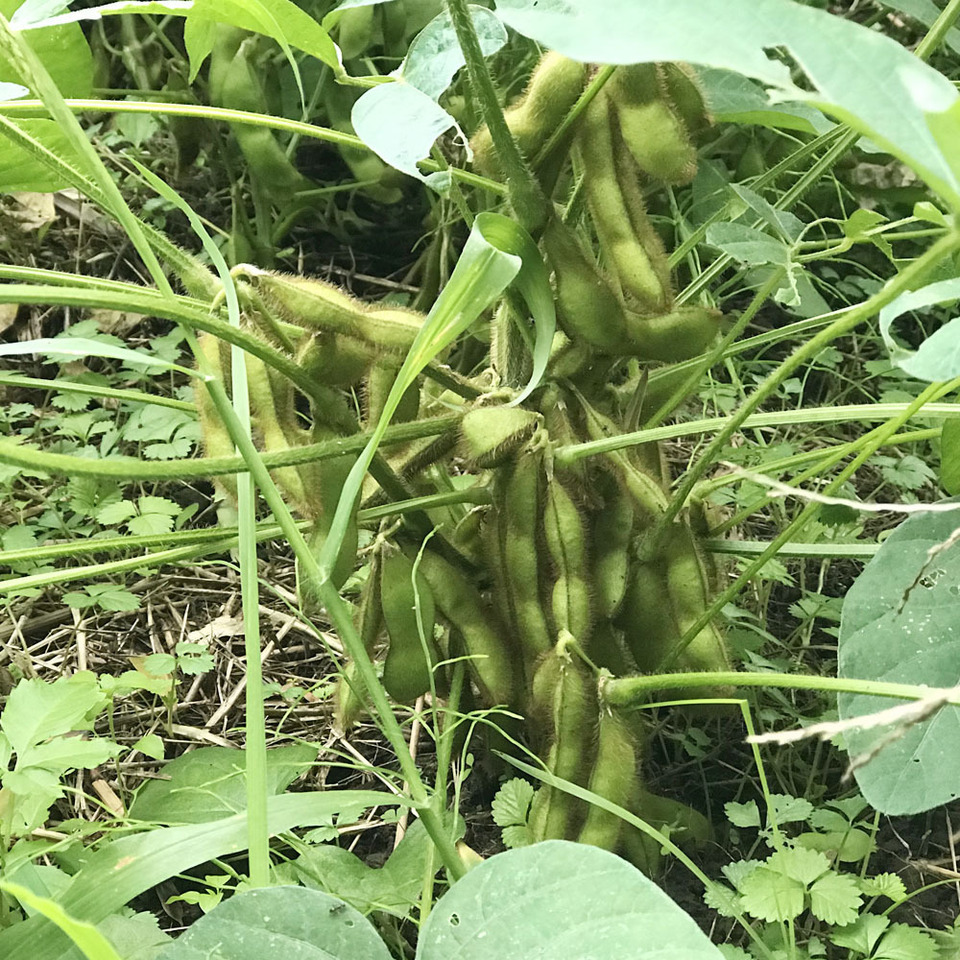 黒豆の枝豆【無農薬・無肥料】