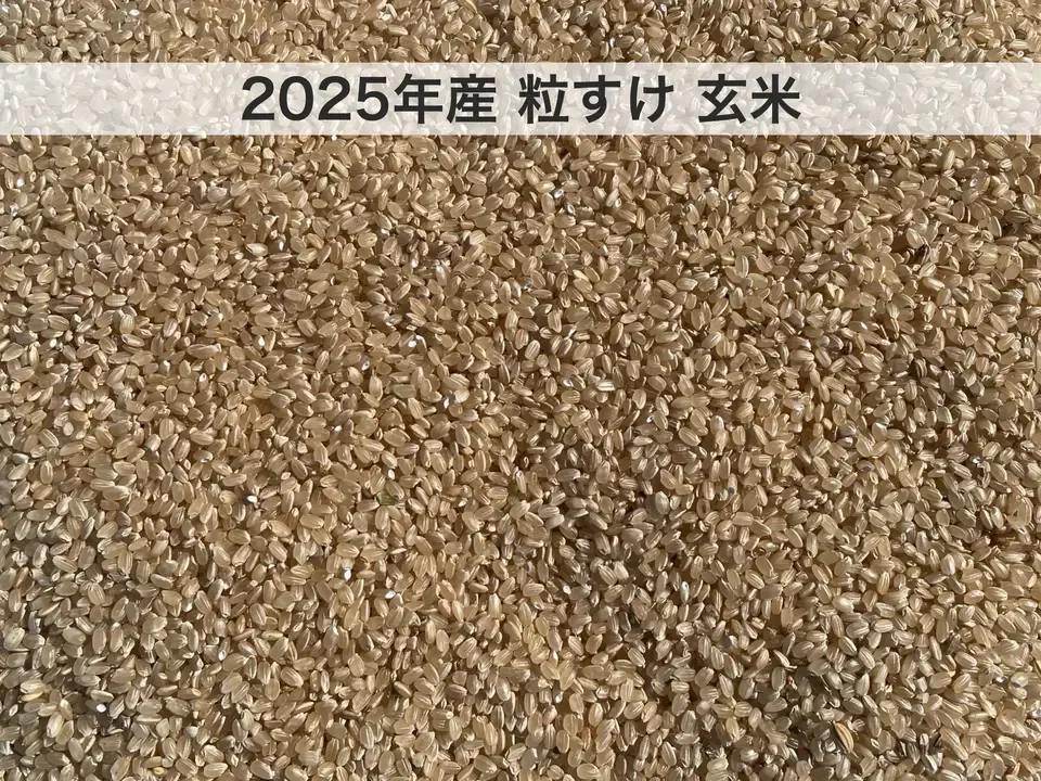 ☆岩手県令和6年度産 いわてっこ自然天日干し籾米20kg 【公式通販】
