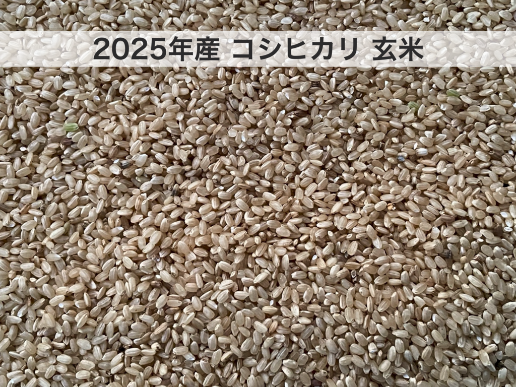 令和7年度産＜コシヒカリ＞白米/玄米【無農薬・無肥料・天日干し】 の