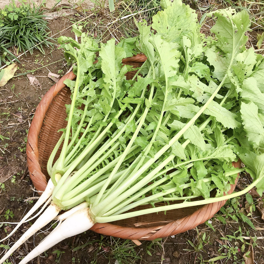 無農薬・無肥料】柔らかく旨みもある葉大根（打木源助大根の間引き菜
