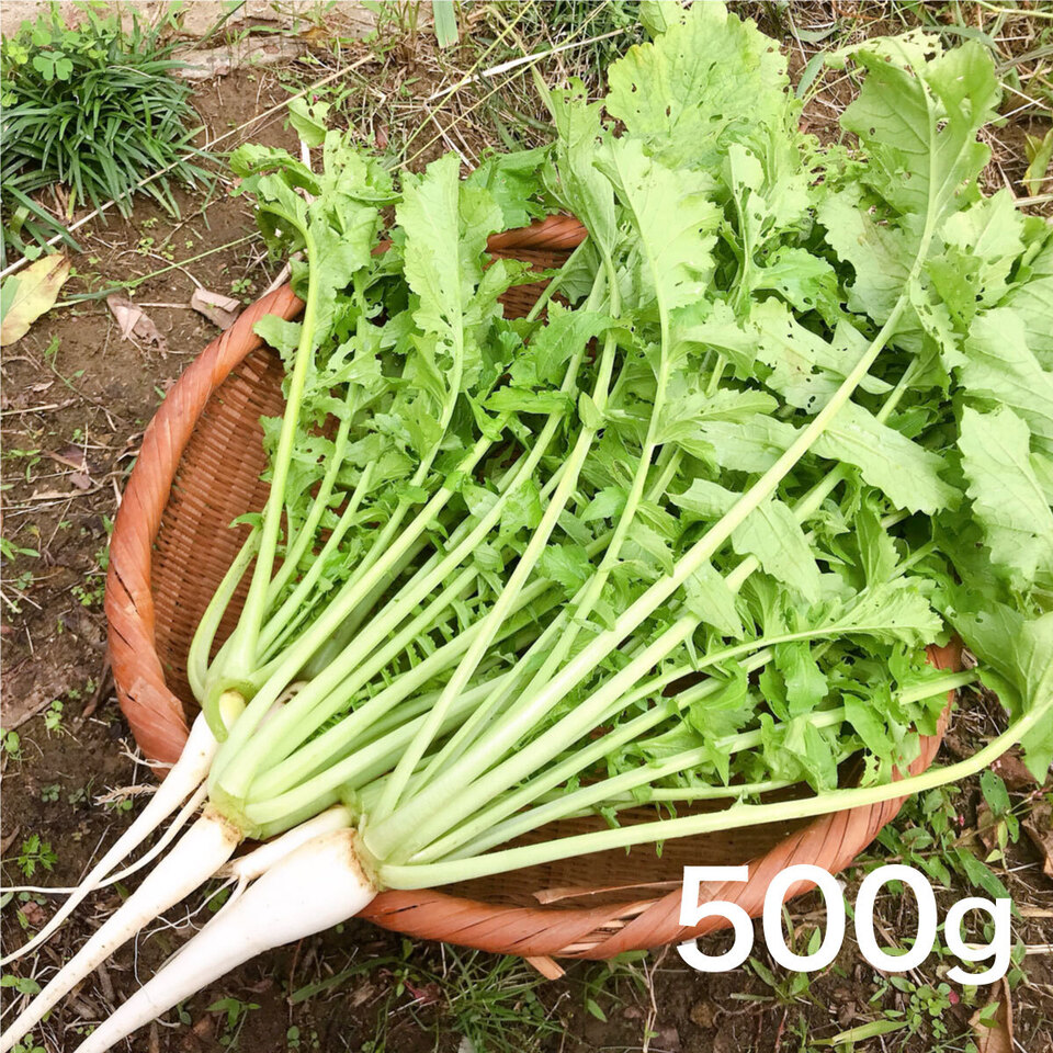 【無農薬・無肥料】柔らかく旨みもある葉大根（打木源助大根の間引き菜）