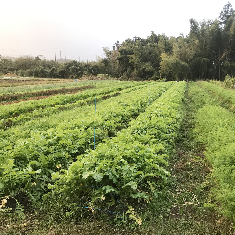 【無農薬・無肥料】柔らかく旨みもある葉大根（打木源助大根の間引き菜）