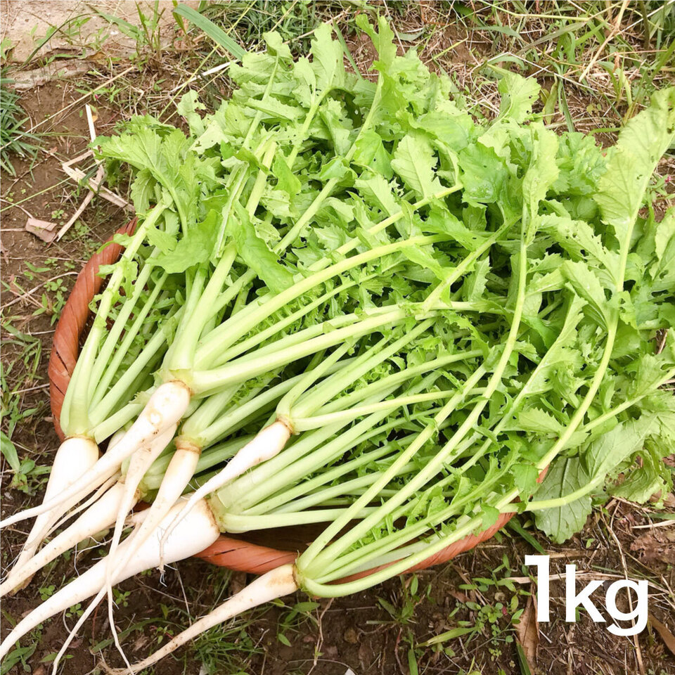 【無農薬・無肥料】柔らかく旨みもある葉大根（打木源助大根の間引き菜）