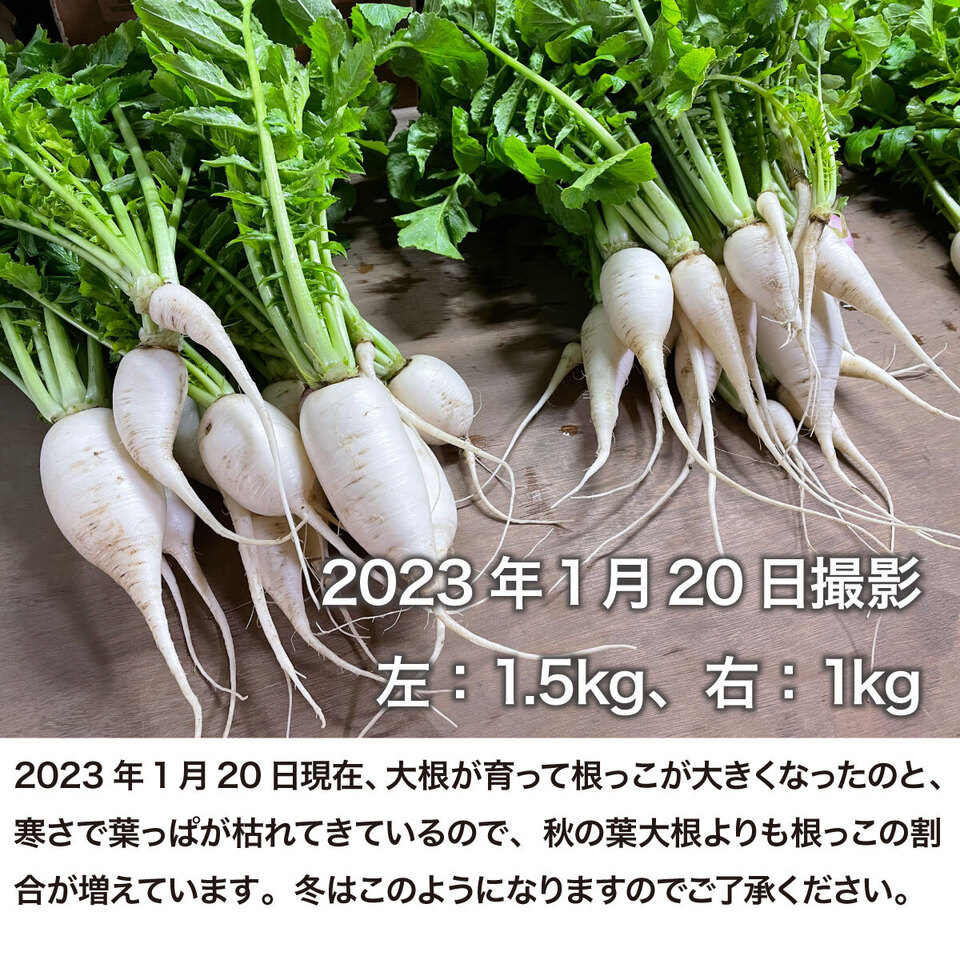 【無農薬・無肥料】柔らかく旨みもある葉大根（打木源助大根の間引き菜）