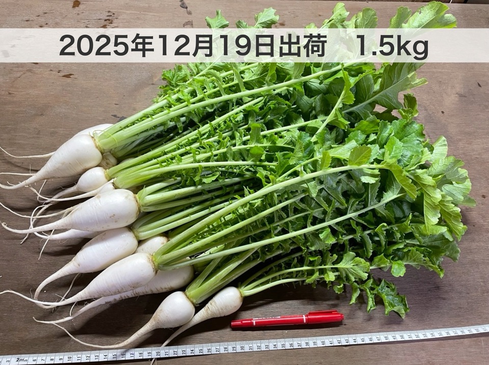 【無農薬・無肥料】柔らかく旨みもある葉大根（打木源助大根の間引き菜）