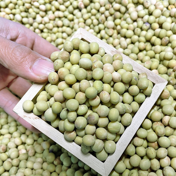 小糸の在来大豆【味噌づくりにも！無農薬・無肥料・天日干し】 ののま