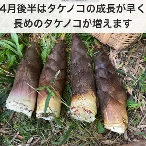 _300x300_260415094632.webp
