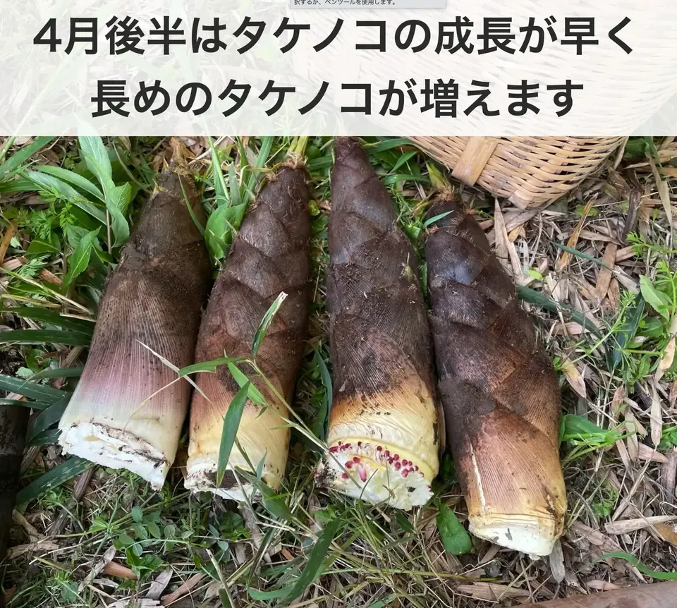 4月限定！採りたてをお届け】孟宗竹たけのこ ののま自然農園 (千葉県