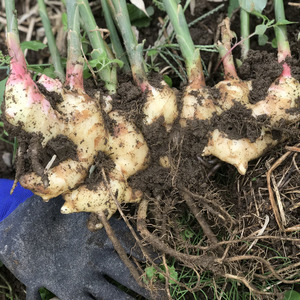 生姜商品一覧 | 無添加・無農薬の食品ネット通販 - たべるとくらすと