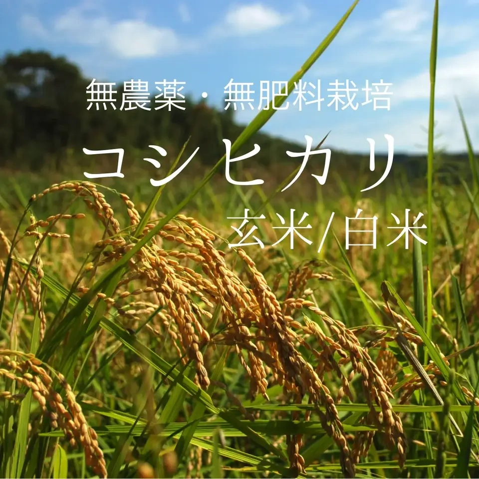 《予約》令和8年度産<コシヒカリ>玄米/白米【無農薬・無肥料】