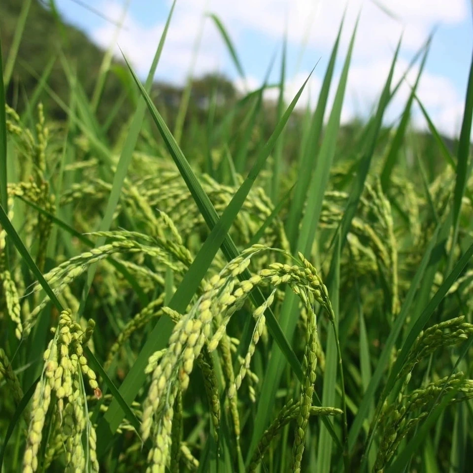 《予約》令和8年度産<コシヒカリ>玄米/白米【無農薬・無肥料】