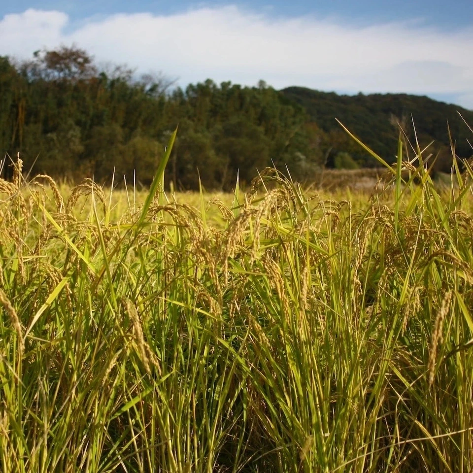 《予約》令和8年度産<コシヒカリ>玄米/白米【無農薬・無肥料】