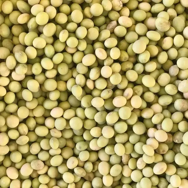 自然栽培大豆　無農薬だから人気　小糸在来　味噌作りに！ 小糸の在来大豆【味噌づくりにも！無農薬・無肥料・天日干し】 ののま