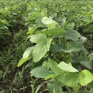 小糸の在来大豆【味噌づくりにも！無農薬・無肥料・天日干し】 ののま