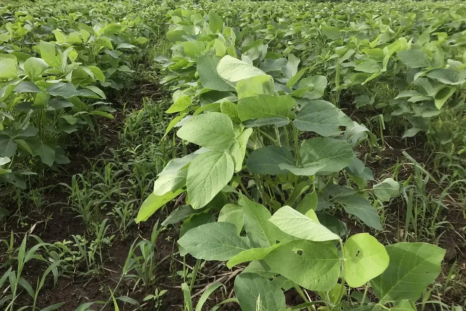 小糸の在来大豆【味噌づくりにも！無農薬・無肥料・天日干し】 ののま