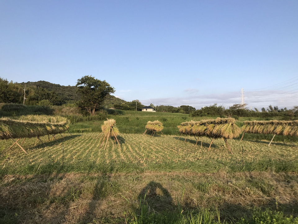 《年末予約》しろいもちのし餅【天日干し・無農薬・無肥料のお米】