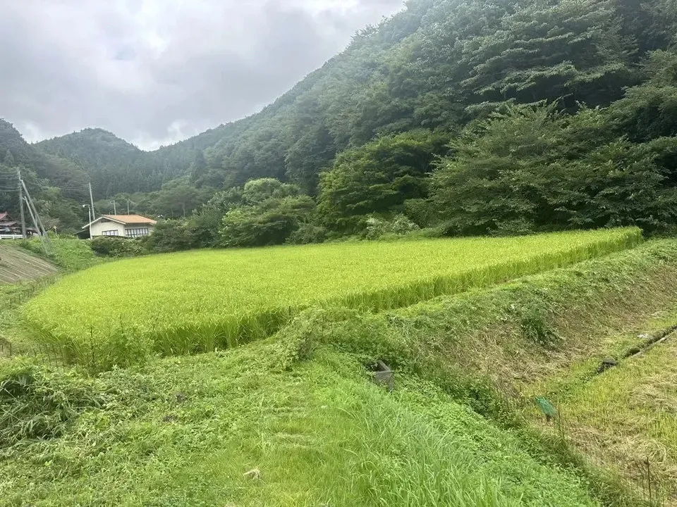 自然農<令和7年度産コシヒカリ>⭐︎限界集落の清流米⭐︎ 標高500m清らかな沢水の棚田米/農薬・化学肥料・除草剤 不使用