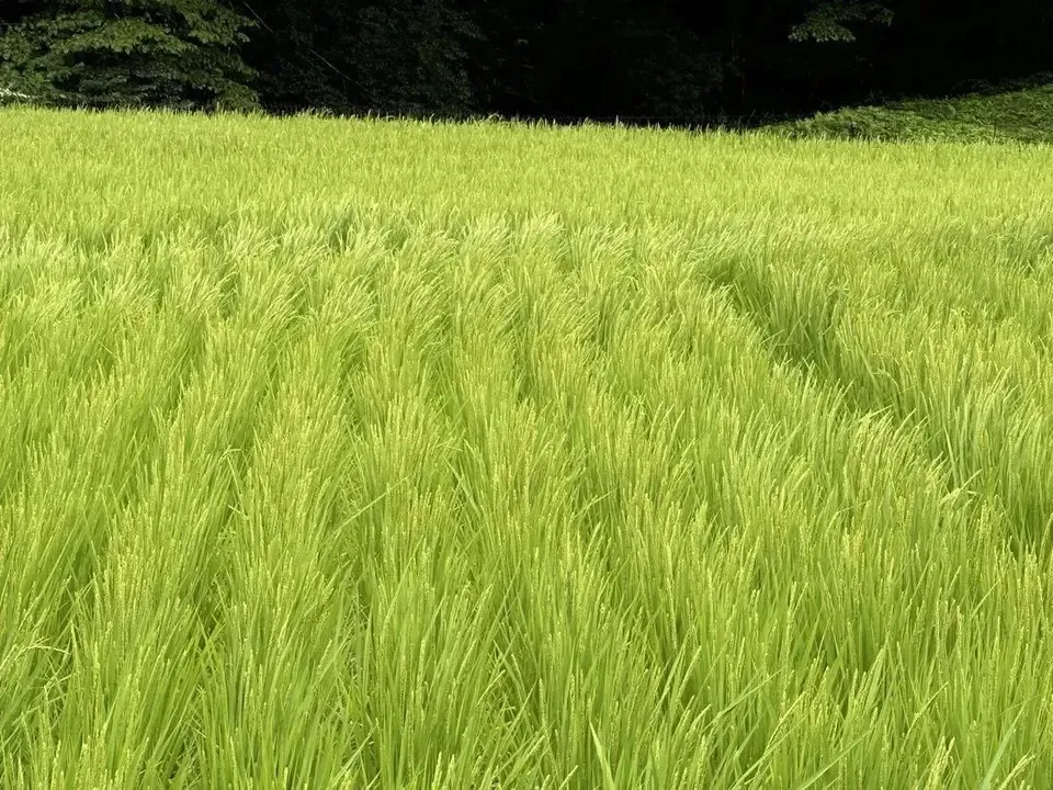 自然農<令和7年度産コシヒカリ>⭐︎限界集落の清流米⭐︎ 標高500m清らかな沢水の棚田米/農薬・化学肥料・除草剤 不使用