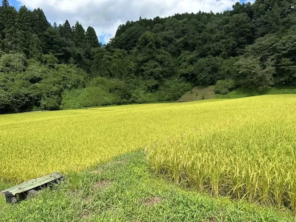 自然農<令和7年度産コシヒカリ>⭐︎限界集落の清流米⭐︎ 標高500m清らかな沢水の棚田米/農薬・化学肥料・除草剤 不使用