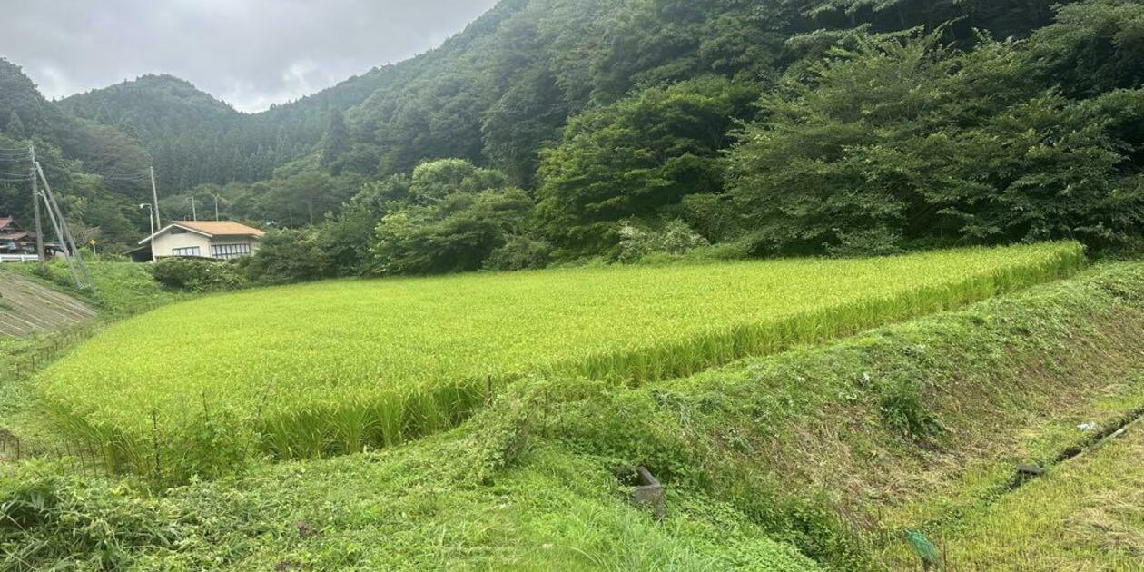 のら市場ロゴ