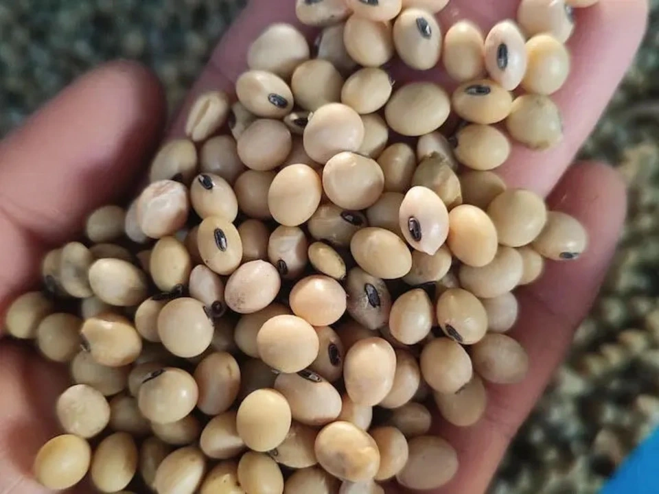 自然栽培<八天狗大豆の中粒納豆>熊本県在来種・南阿蘇村産・農薬肥料不使用・たれなし100g(冷凍)
