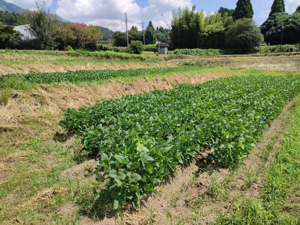 自然栽培<八天狗大豆の中粒納豆>熊本県在来種・南阿蘇村産・農薬肥料不使用・たれなし100g(冷凍)