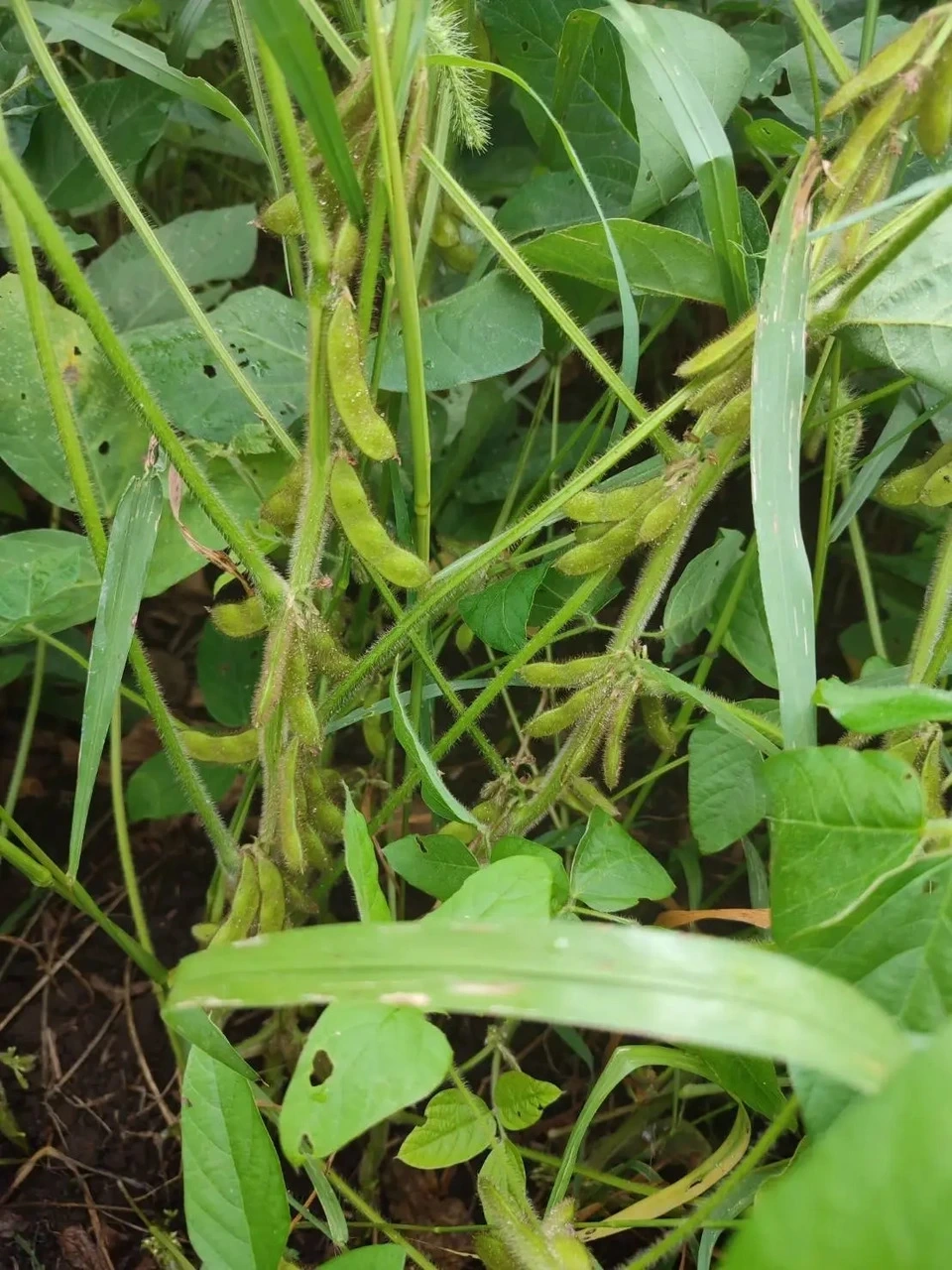 自然栽培<八天狗大豆の中粒納豆>熊本県在来種・南阿蘇村産・農薬肥料不使用・たれなし100g(冷凍)