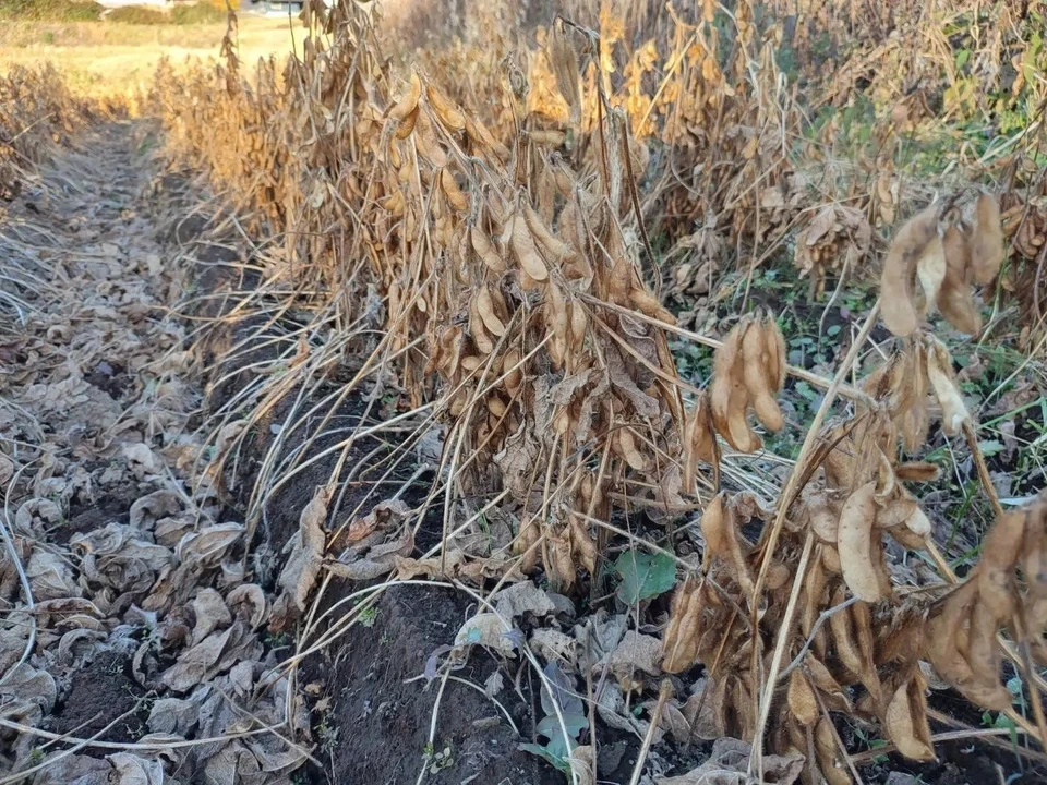 自然栽培<八天狗大豆の中粒納豆>熊本県在来種・南阿蘇村産・農薬肥料不使用・たれなし100g(冷凍)