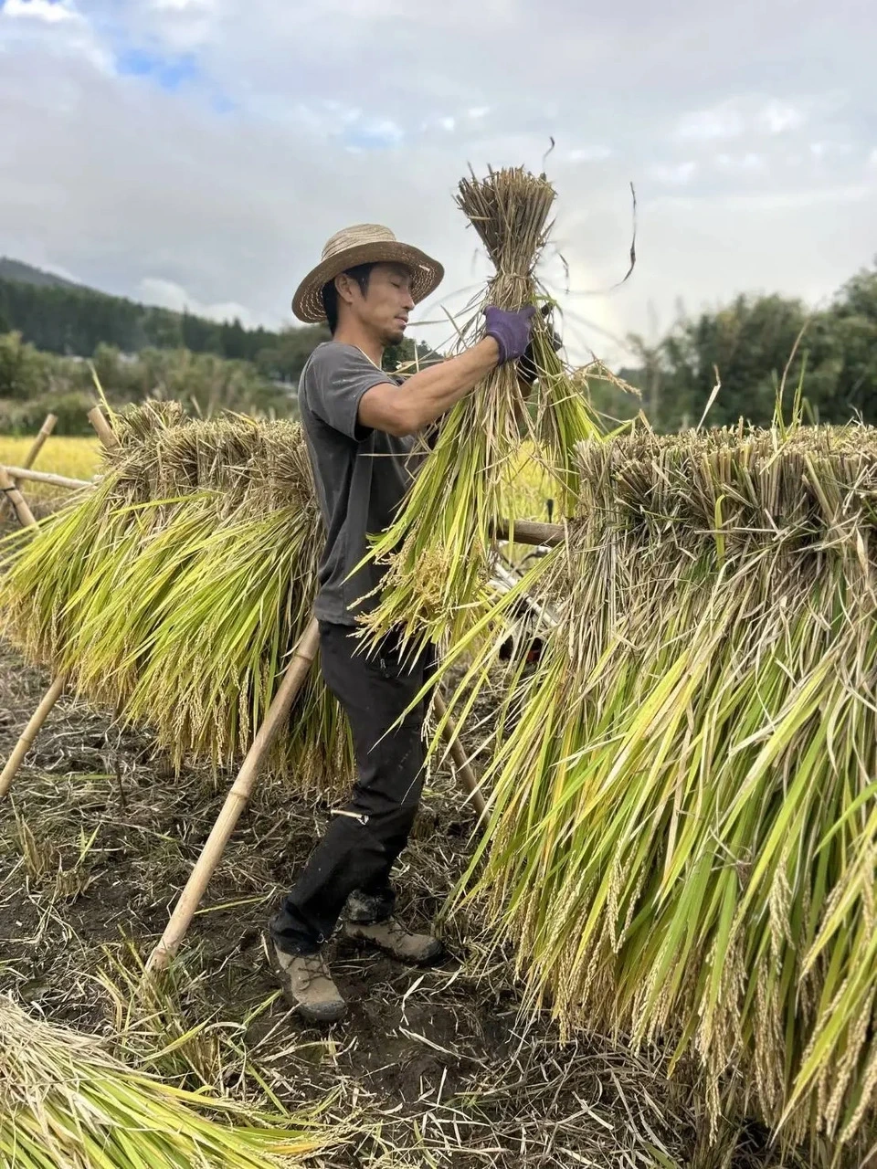 自然栽培＜八天狗大豆の米味噌＞熊本県南阿蘇村産・米麹と天草の塩で仕込む・水俣の老舗麹屋製造