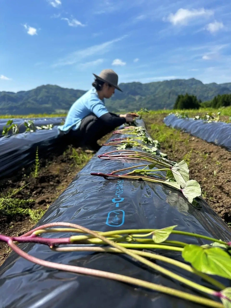 熊本県産オーガニックさつまいも<紅はるか>新芋ホクホク甘さ控えめ・熊本県南阿蘇産・有機JAS・令和8年産・焼き芋に◎