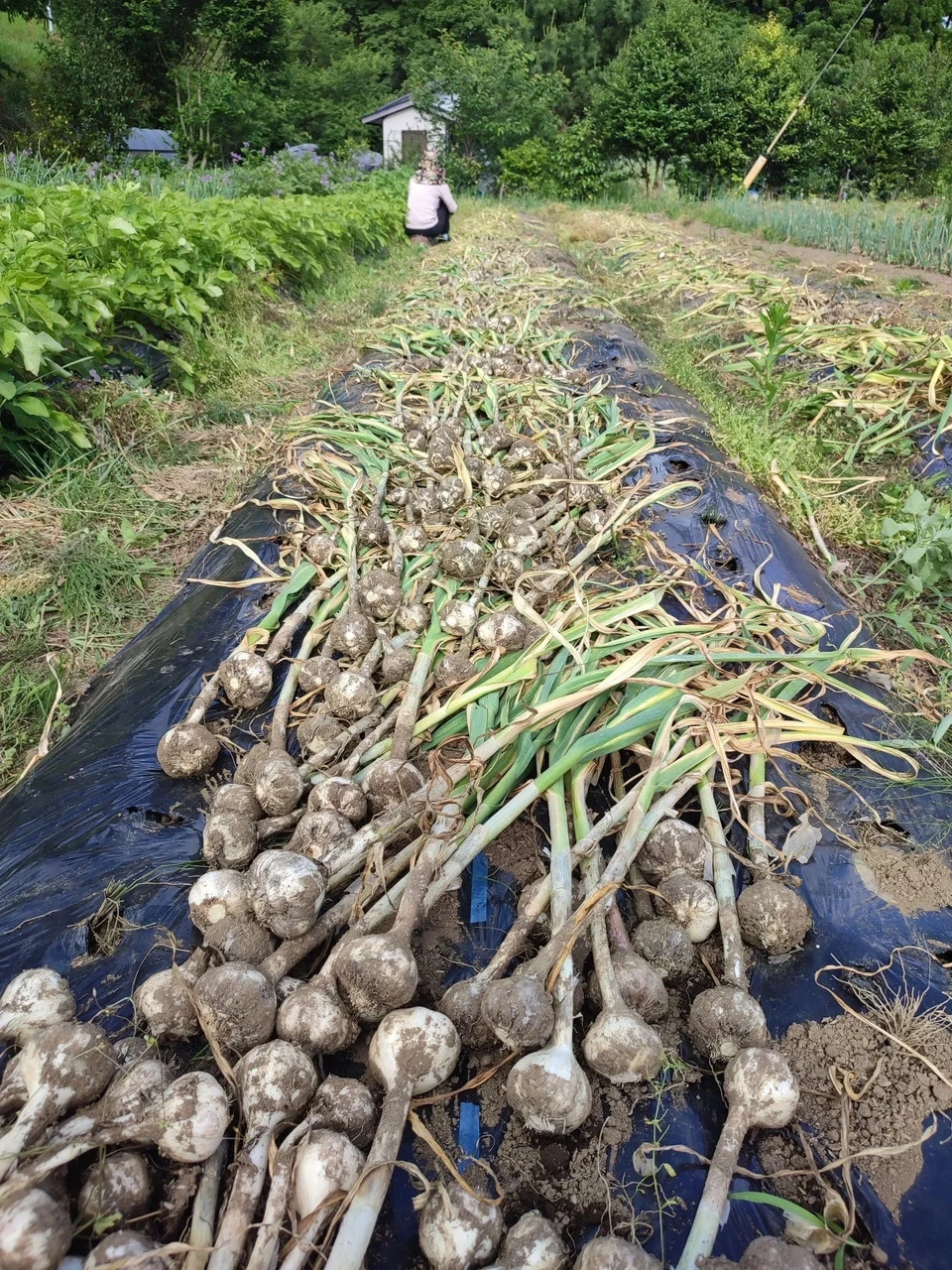 ＜中華麹＞熊本県南阿蘇産｜自然栽培・有機栽培の米麹・にんにく・生姜・ネギ使用｜中華料理に◎