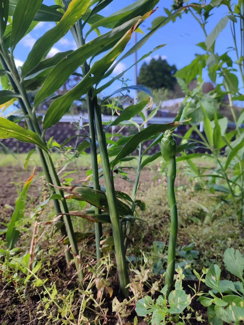 ＜中華麹＞熊本県南阿蘇産｜自然栽培・有機栽培の米麹・にんにく・生姜・ネギ使用｜中華料理に◎