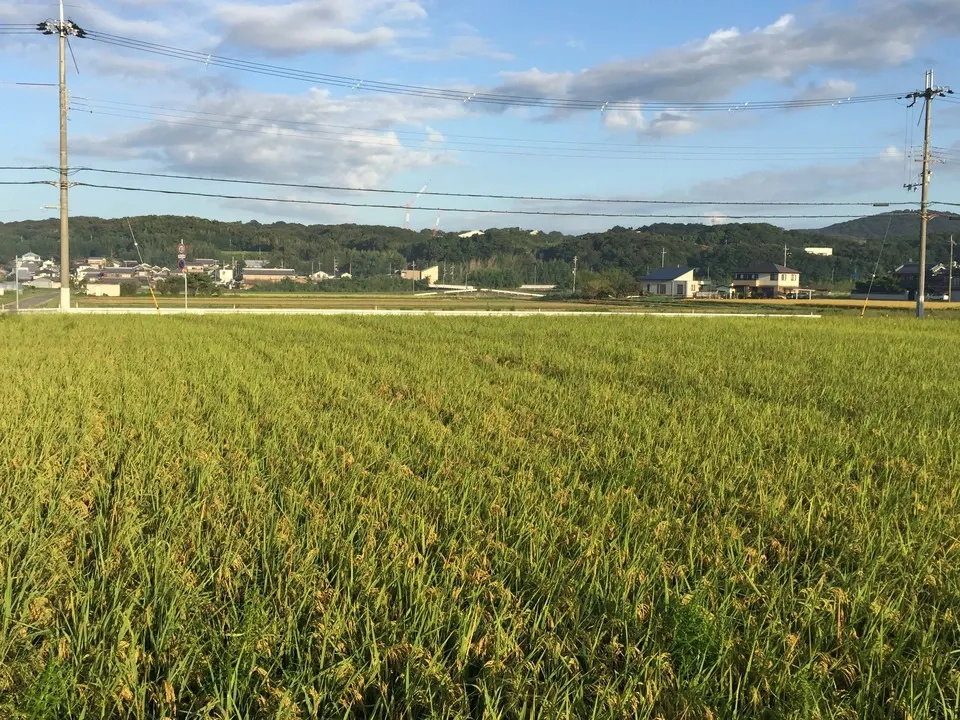 令和４年産 古古米 鹿児島県産 無農薬 ヒノヒカリ 令和4年産】鹿児島県出水市産ヒノヒカリ 【架け干し米10kg