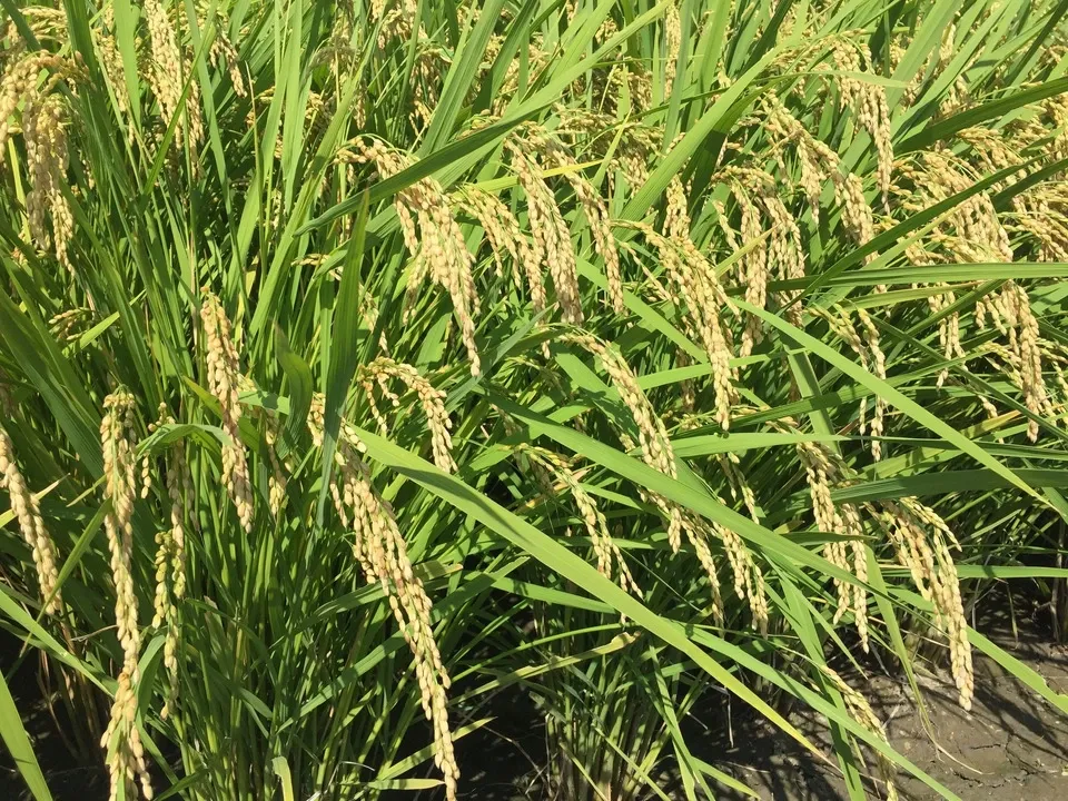 【イセヒカリ】白米5kg 新米 令和6年度兵庫県産 無農薬無施肥の自然栽培米 令和6年度産＜イセヒカリ＞白米/玄米【無農薬・無肥料・天日干し