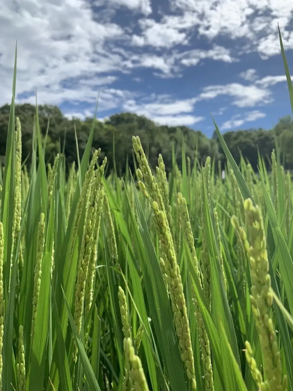 コシヒカリ】自然栽培米 令和6年度 新米 無農薬無肥料の自然栽培