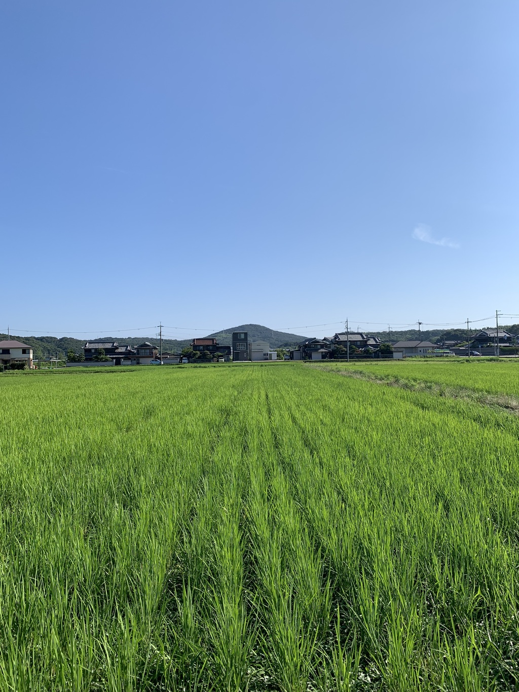 いせひかり】令和7年度 無農薬無肥料の自然栽培米です。 農業！たいこ