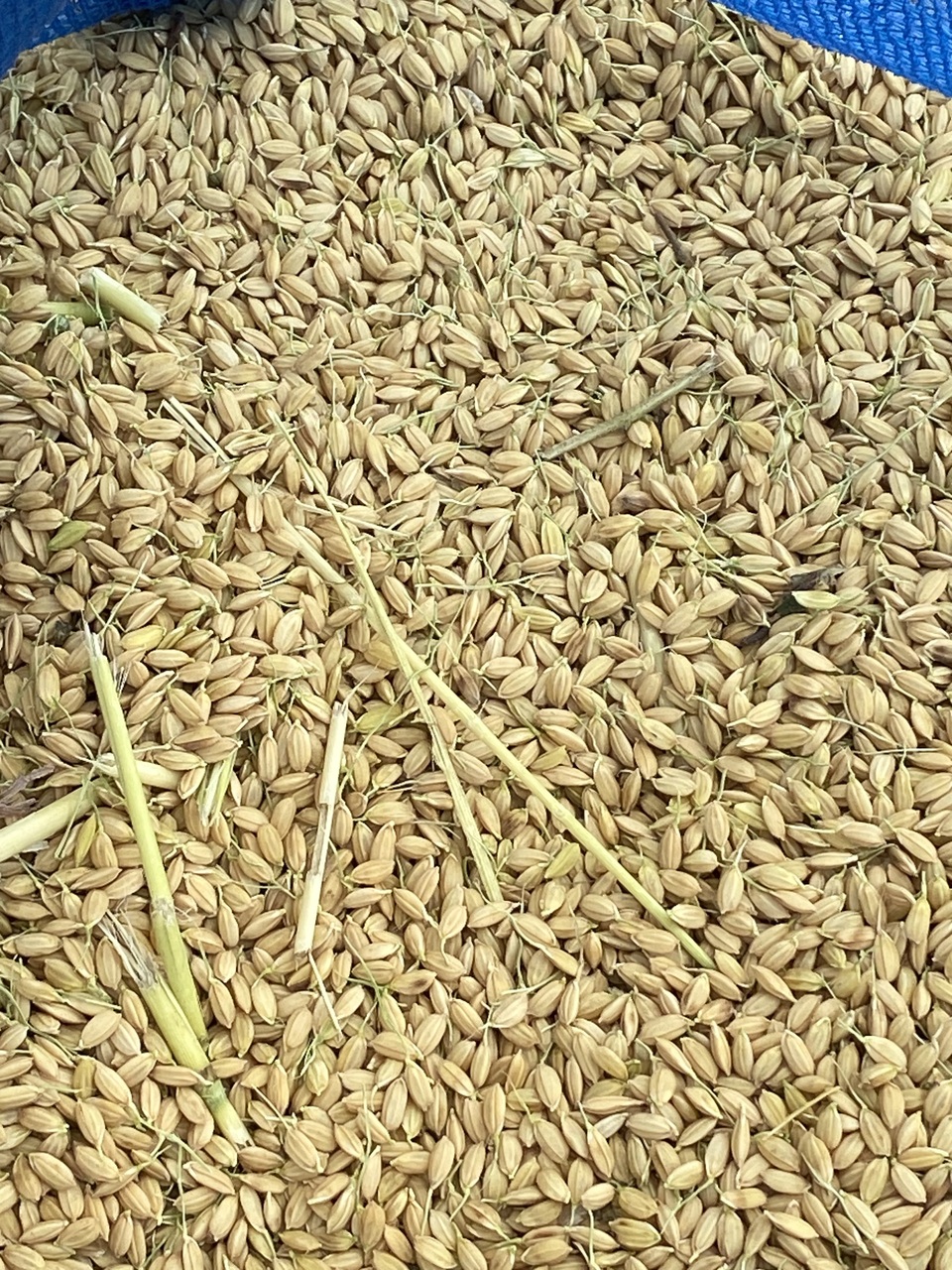 【いせひかり】令和7年度 無農薬無肥料の自然栽培米です。