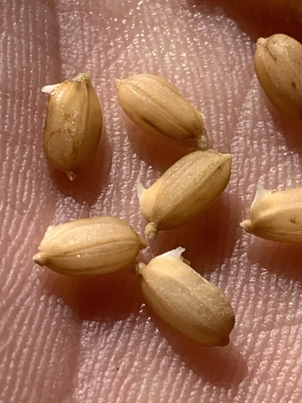 いせひかり】令和7年度 無農薬無肥料の自然栽培米です。 農業！たいこ