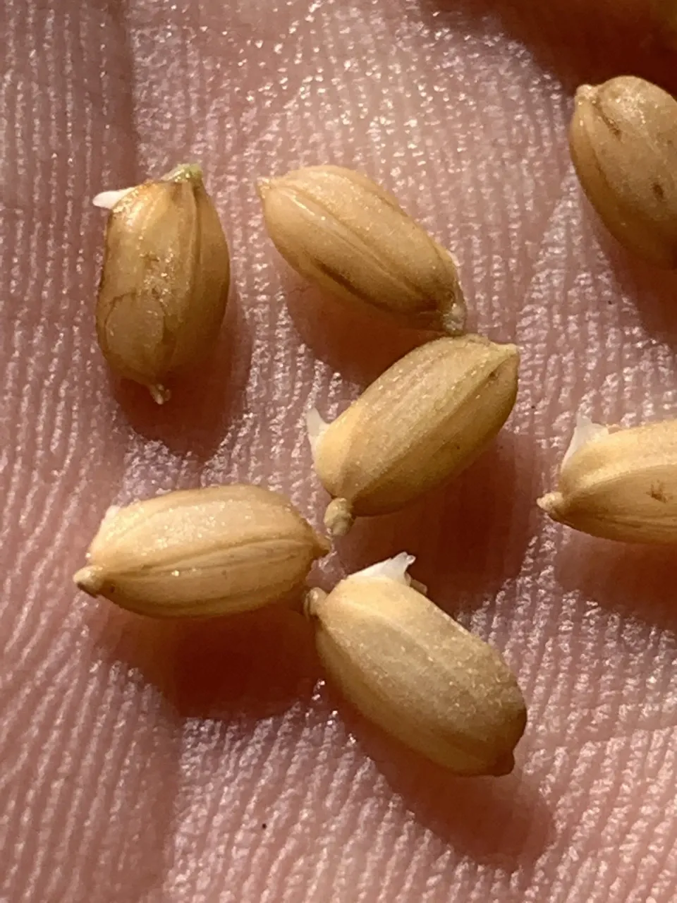 いせひかり】令和7年度 無農薬無肥料の自然栽培米です。 農業！たいこ